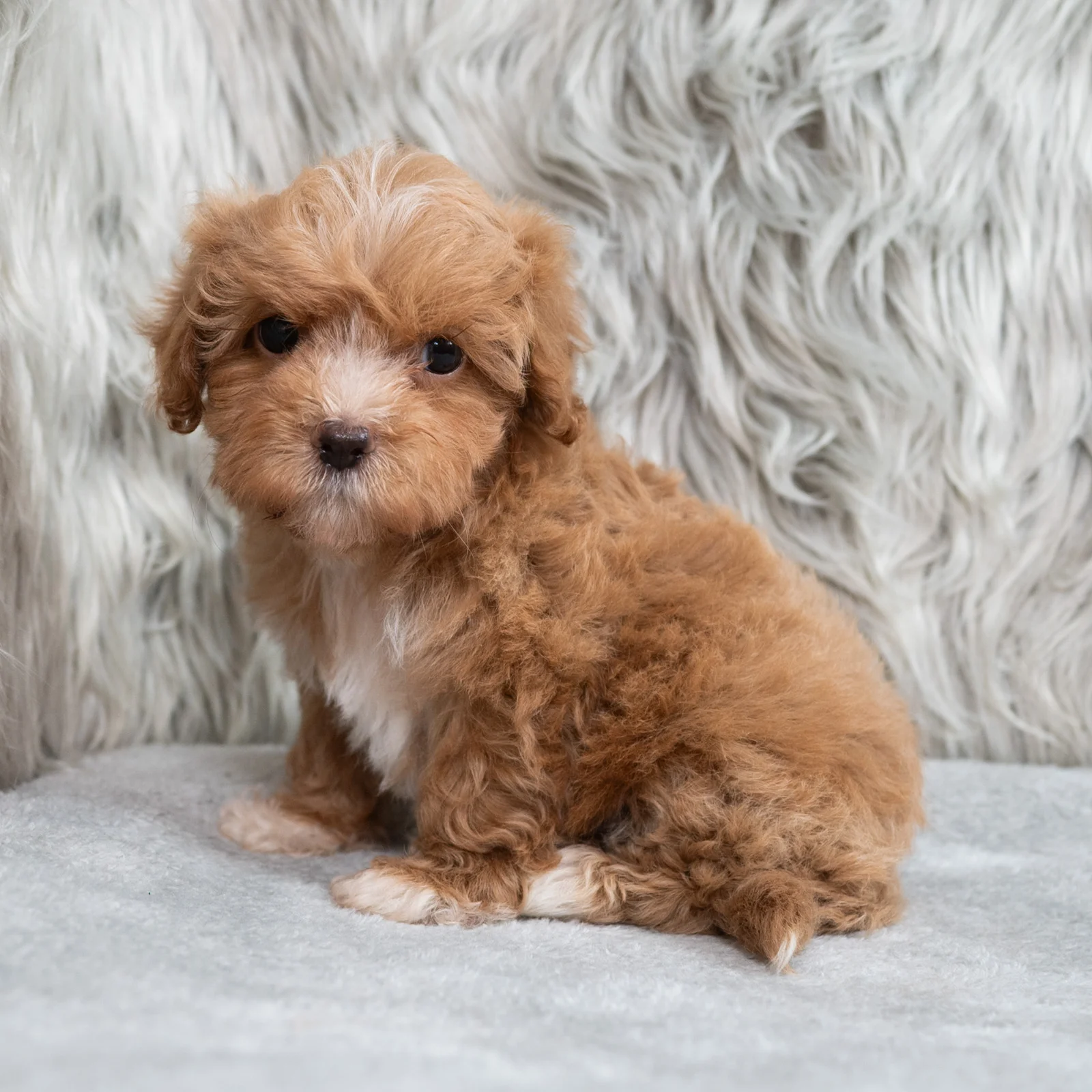 Maltipoo Puppies for Sale in Texas | ABCPuppy Donna, TX
