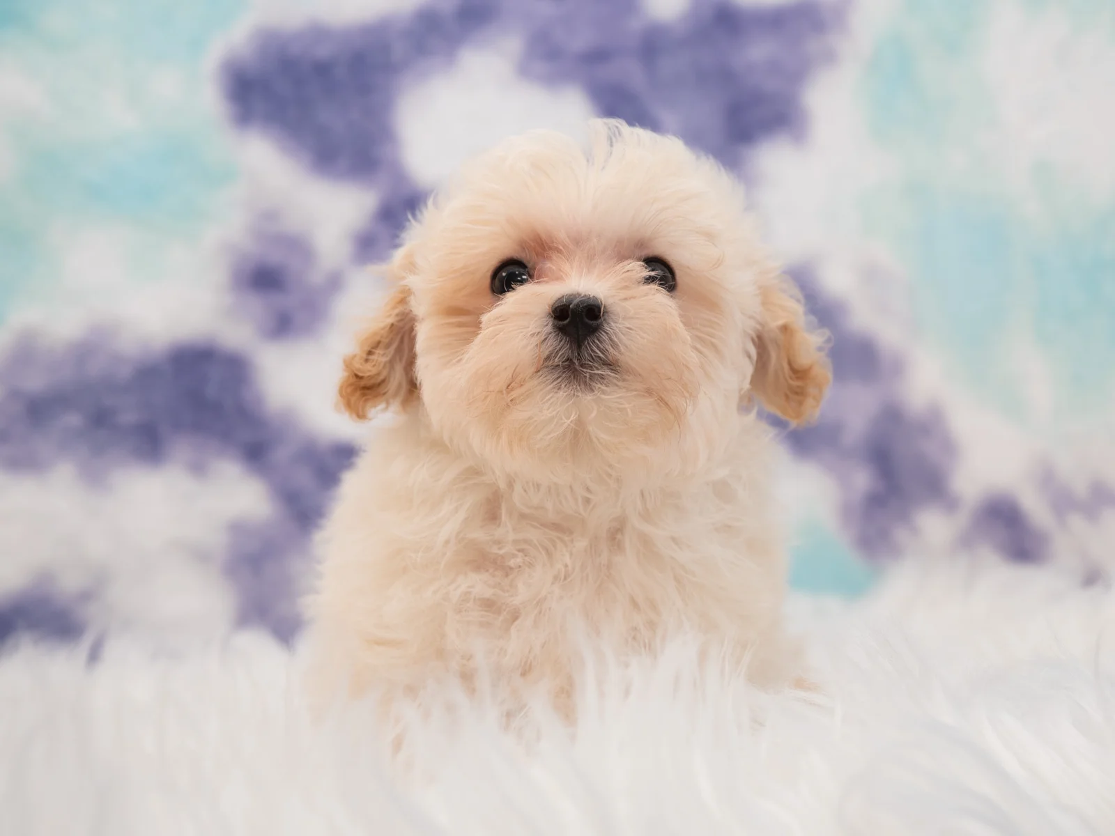 Maltipoo Puppies for Sale in Texas | ABCPuppy Donna, TX