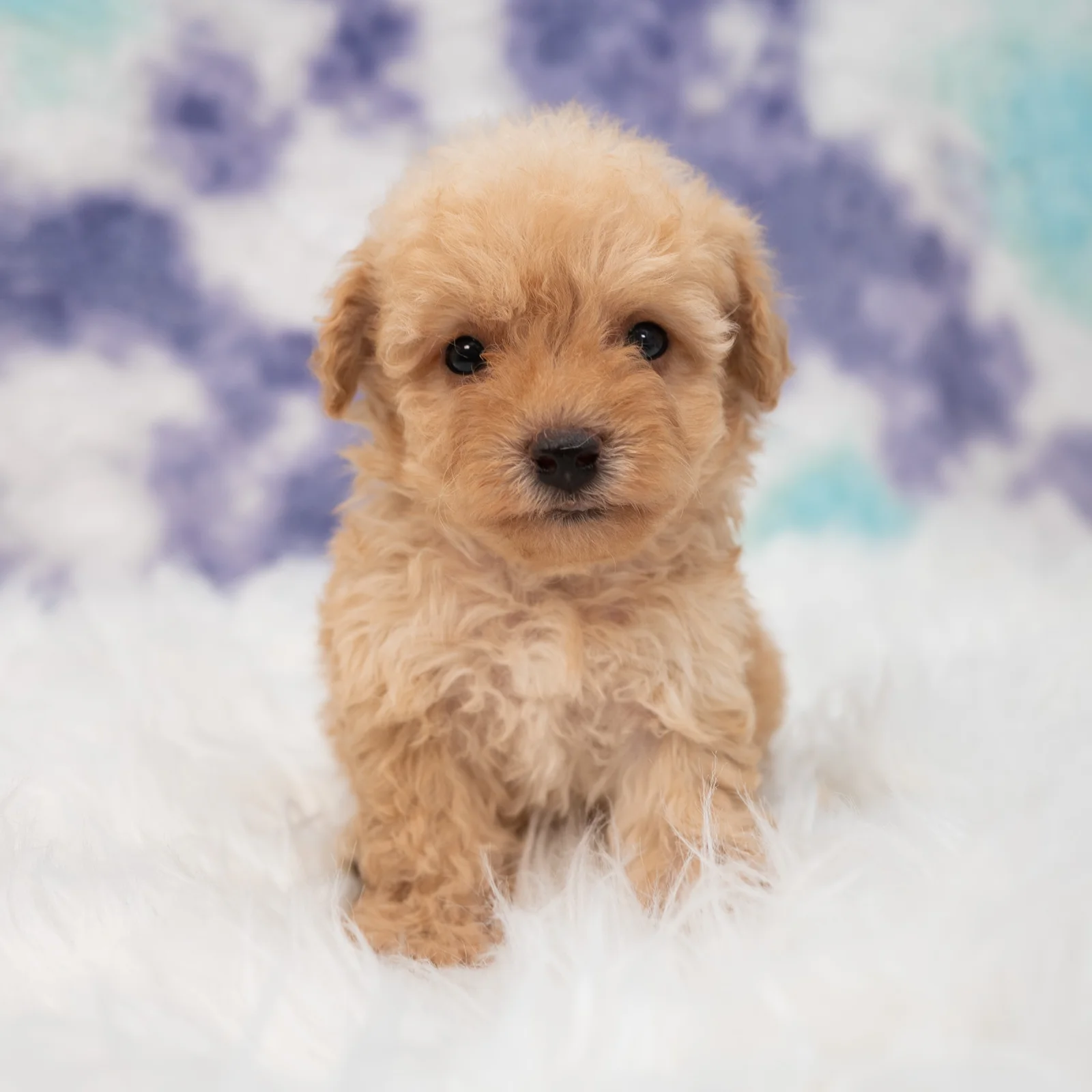 Maltipoo Puppies for Sale in Texas | ABCPuppy Donna, TX
