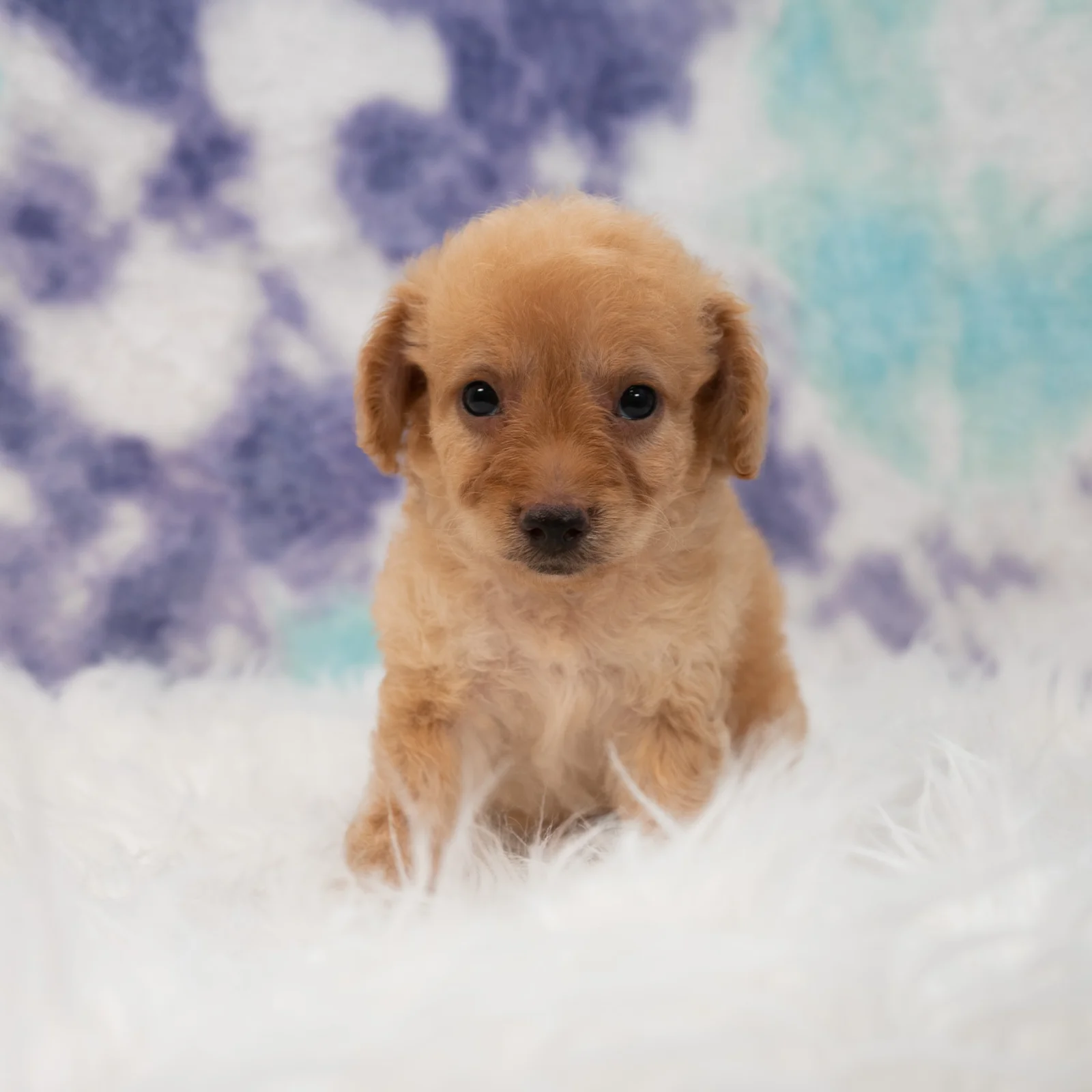 Maltipoo Puppies for Sale in Texas | ABCPuppy Donna, TX
