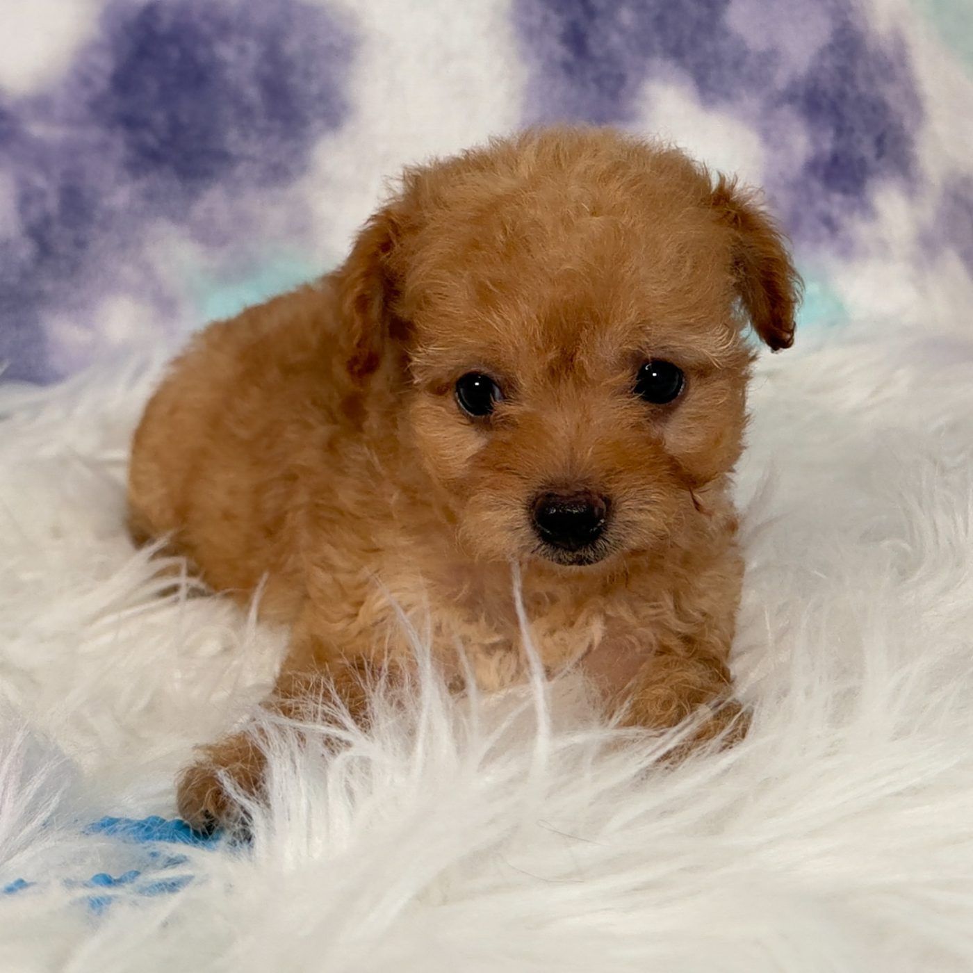 ABCPuppy — Maltipoo & Cavapoo Puppies in Donna, TX